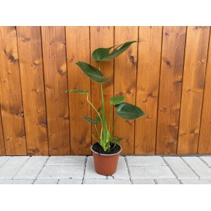 Monstera skvelá (Monstera deliciosa) - výška 40-45 cm, kont. C1.5L